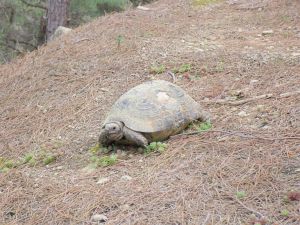 Tortoise near Xanthi
